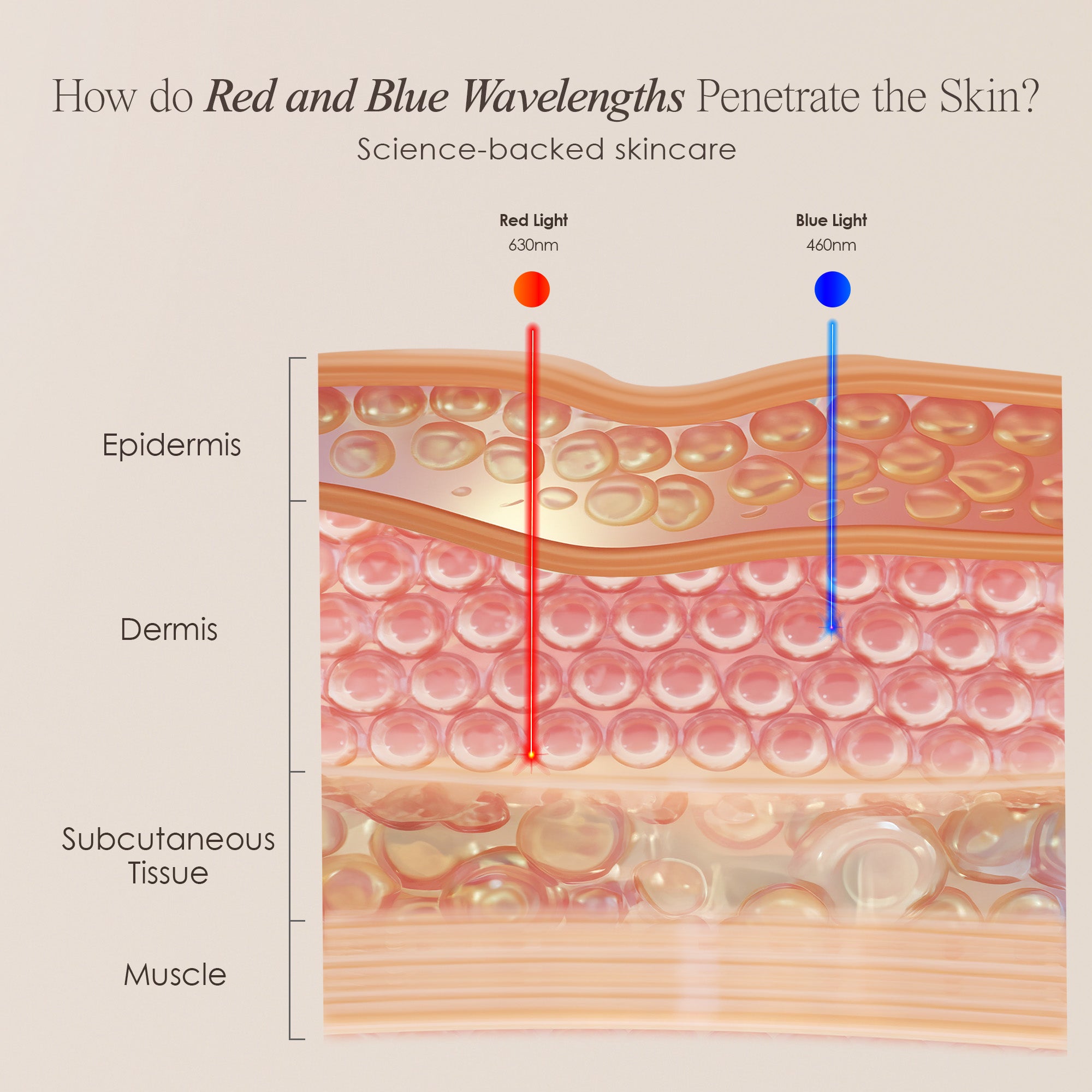 LightAura Flex LED face mask showing skin infographic on how red and blue light penetrates the skin for anti-aging and acne